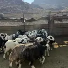 ضان مراح دفيع 1050