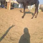 مجاهيم لقحه وضروبه