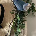 عصفور روز ضاع في اعالي جدة