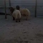 فحول نعيمي بلدي