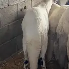 سواكن جذعان تربيه ثلاث شهور