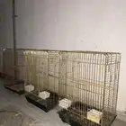 مجموعة أقفاص وأغراض ببغاوات