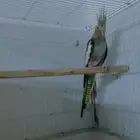 انثي كروان لمحبين المستويات و انتاج