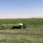 مواشي اعلاف.