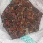 بذورسدراوعبري