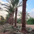 نخل للبيع خلاص صقعي مجدول شيشي سكري برحي خضري واشنطني