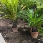 لانسكيب ثيل مسطحات خضراء اشجار شتلات تمديدات زراعية تايمر