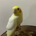 كروانات هدد للبيع