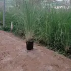 حلفا خضراء وحمراء