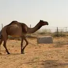 ناقه صفراء للبيع