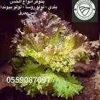 خس بأنواعه بلدي لولو روسا لولو بيوندا آيس بيرق