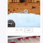 يوجد لدينا حليب غنم ماعز زبده سمن بري وحليب نياق خلفات ابل