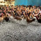 ديوك بلدي فقط محصن