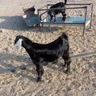 تيسين للبيع .