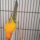 ببغاء صن كنيور