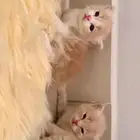 قطط شيرازي سكوتش الدوادمي