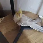 للبيع كروان اثنين