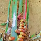 نخيل