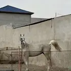 خيل شعبي