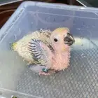 فروخ صن كنيور شمسي فروخ كنيور اناناس 5فروخ كروان (تم البيع)