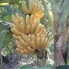 شتلات موز بيض ماليزيا ساق اسود نادر في سعودي