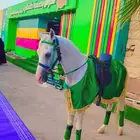 اجار جمال رحول وخيل عربية اصيلة