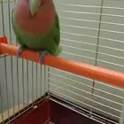 يوجد ذكر روز