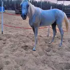 حصان عربي شعبي
