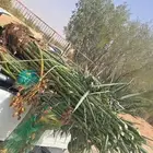 السلام عليكم ورحمه الله وبركاته يوم الخميس بالليل واصل نخل م