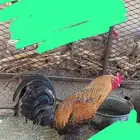 ديك بلدي على أصول ماشاء الله تبارك الله