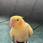 كروان اليف