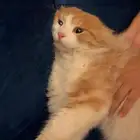 قط شيرازي ذكر ضائع