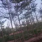 ترمناليا منتالي