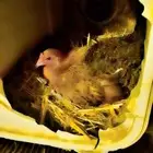 للبيع دجاج محضن ممتاز لدينا دجاجتان محضن من أفضل أنواع ا