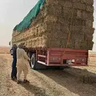 سوق الاعلاف البرسيم والذره