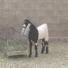 عارضي سنه جذع