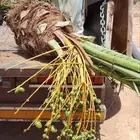 سلام عليكم ورحمة الله وبركاته معكم ابو مشاري جميع انواع المق