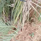 نخيل