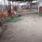 سمن بلدي