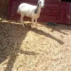 رخله مهجنه الرفيدي