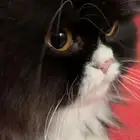 قط للتبني