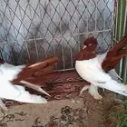 زوج كرنقو سوبر جامبو