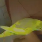 تبادل