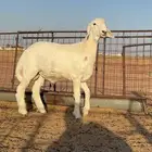 حري مشروع فحل