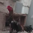 ديك شامو ياباني للبيع على السوم