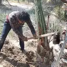 السلام عليكم ورحمه يوجد لدينا نخل عربي وواشنطن صقي مجدوعجوه