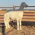 خروف حري مشروع فحل عمره 3شهور