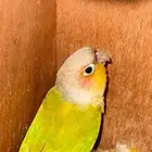 ذكر كنيور