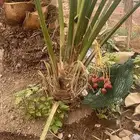 نخيل للبيع وشاري يسوم جمله وتفرد حتا واحده