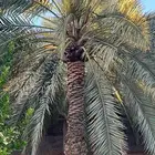 جث وغرس وتكريب النخيل والأشجار